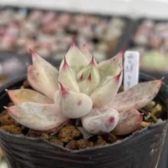 2026年最新】優木園 雪蜂の人気アイテム - メルカリ