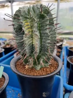 優良かき仔　ユーフォルビア　ホリダ錦　カット苗　根あり　送料込み 優良かき仔 ユーフォルビア ホリダ錦 カット苗 根あり 送料込み