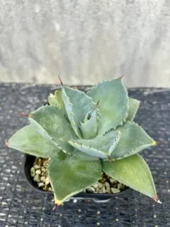 アガベ　ハイブリッド　處女座　活着株鉢ごと発送　タグ付き アガベ ハイブリッド 處女座 活着株鉢ごと発送 タグ付き アガベ