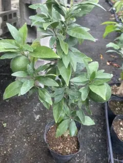 新品 鹿児島県のタンカンというミカンの苗です 3本 訳あり たんかん