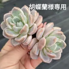 胡蝶蘭様 リクエスト 3点 まとめ商品