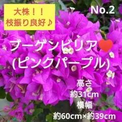ブーゲンビリア大苗 No927 らくらくメルカリ便発送‼️ 2025年最新】ブーゲンビリア 苗の人気アイテム - メルカリ