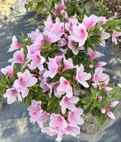 銅葉紅花ウツギ 庭木 花終わり 大きい株 - メルカリ