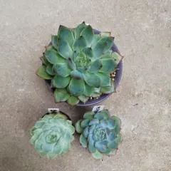 山田なかむら様 リクエスト 4点 まとめ商品