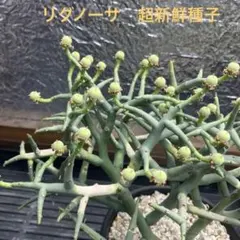 ユーフォルビア リグノーサ 超新鮮種子3粒 自家採取 サボテン