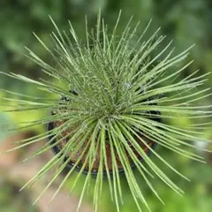 ガジュマル 蔓性ガジュマルヘゴ付 - メルカリ