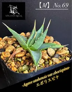 2025年最新】ユタエンシス エボリスピナの人気アイテム - メルカリ