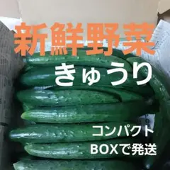 新鮮野菜　規格外きゅうり　コンパクトBOX　農薬未使用畑から直送　岩手　数量限定のサムネイル