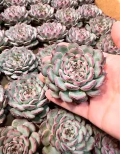 rocca様 リクエスト 3点 まとめ商品