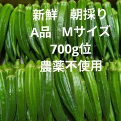 オクラ（農薬不使用）700g位 Mサイズ　当日収穫発送のサムネイル