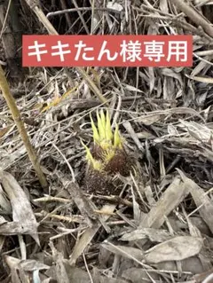 キキたん様専用