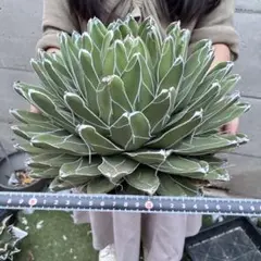アガベ 笹の雪 大株 大迫力 極上美株 特大サイズ - メルカリ