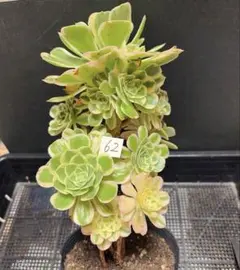 62#観葉植物アエオニウム錦❤️富士雪錦❤️1大頭12小頭18cm 拔き苗 62#観葉植物アエオニウム錦❤️富士雪錦❤️1大頭12小頭18cm 拔き苗