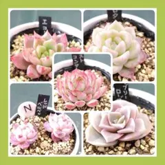 エケベリア ５種類 根付き 抜き苗発送！Ｎ