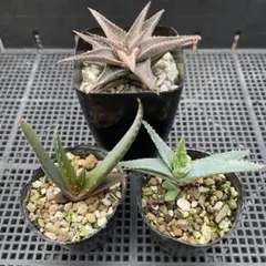 2026年最新】アロエ 苗の人気アイテム - メルカリ