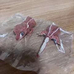 SELECTED EDITIONクレステッドゲッコー （レッドピンストライブ）