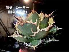 2025年最新】 アガベ シーザー セットの人気アイテム - メルカリ