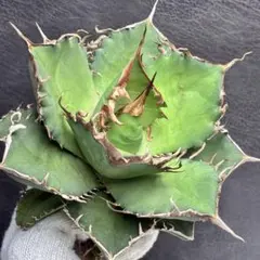 2025年最新】アガベ金剛の人気アイテム - メルカリ