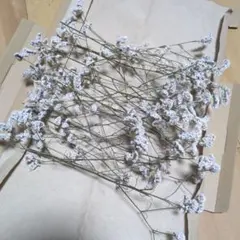 ハイブリッドスターチス 白 ゆうパケットポスト発送