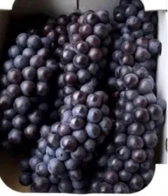 2025年最新】スチューベンの人気アイテム - メルカリ