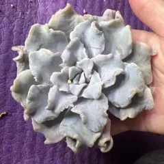 ❤️専用出品❤️✨メルカリ便✨クリスペートビューティー  ❤️抜き苗❤️パープル札 2025年最新】クリスペートビューティの人気アイテム - メルカリ