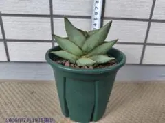 Z*n様 サンスベリア Sansevieria Manny Pacquiao​ - メルカリ