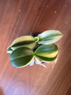 2026年最新】名護蘭 明丸の人気アイテム - メルカリ