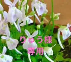 りゅう様専用ウサギゴケ白花、青花セット