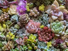 多肉植物 寄せ植え セダム・普及種・小さめ詰め合わせセット❀.*・゜