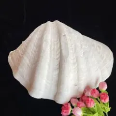 オオシャコ貝　白い貝殻　シェルトレイ　インテリア小物　置物　オブジェ 28センチ