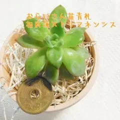 リンゼアナ×ざわわ札付きポットごとメルカリ便おらいさん苗青札 2025年最新】リンゼアナ ざわわの人気アイテム - メルカリ