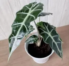 MS069 5株セット Alocasia 'Loco' アロカシア・ロコ個性葉 - メルカリ