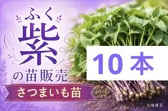 2026年最新】ふくむらさき 苗の人気アイテム - メルカリ