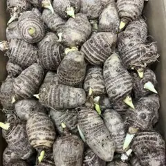 千葉県産里芋 土垂れ箱込み5キロ - メルカリ