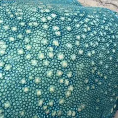 2026年最新】スタースティングレイの人気アイテム - メルカリ