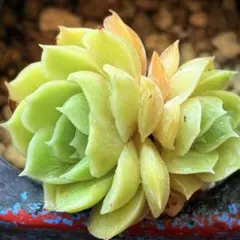 NEW❗️【レア種】大人気エケベリア　韓国苗　アンスノー　美苗　厳選苗　多肉植物❣️のサムネイル