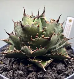 親株 アガベ ハイブリッド キシロナカンサ × コロラータ agave
