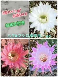 ハク＆マシロ様 リクエスト 2点 まとめ商品