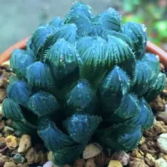 にん様 リクエスト 2点 まとめ商品