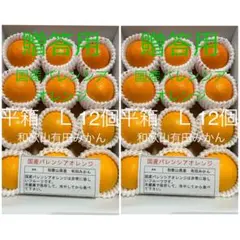 2箱セット贈答用 国産バレンシアオレンジ L 24個 和歌山県有田みかん