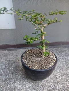 2025年最新】オペルクリカリア デカリーの人気アイテム - メルカリ