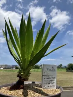 ユッカグロリオサ 極上株（鉢植え3年もの） - メルカリ