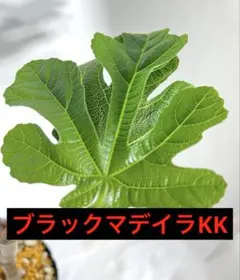 2026年最新】Black Madeira KK の人気アイテム - メルカリ
