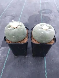 2025年最新】翠冠玉の人気アイテム - メルカリ