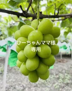 ひーちゃんママ様専用ページ