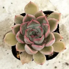 ピーチスアンドクリームス ⑨多肉植物 抜き苗 - メルカリ