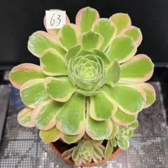 67#観葉植物アエオニウム錦❤️富士雪錦❤️8大小頭18cm 拔き苗 - メルカリ