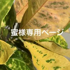 Pelletteria Veneta イタリア製ショルダーバッグ ライトグリーン