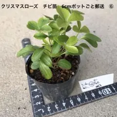 hajime様 リクエスト 2点 まとめ商品