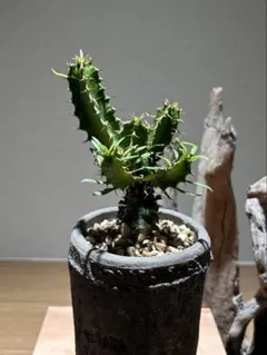 2026年最新】ムランジーナの人気アイテム - メルカリ